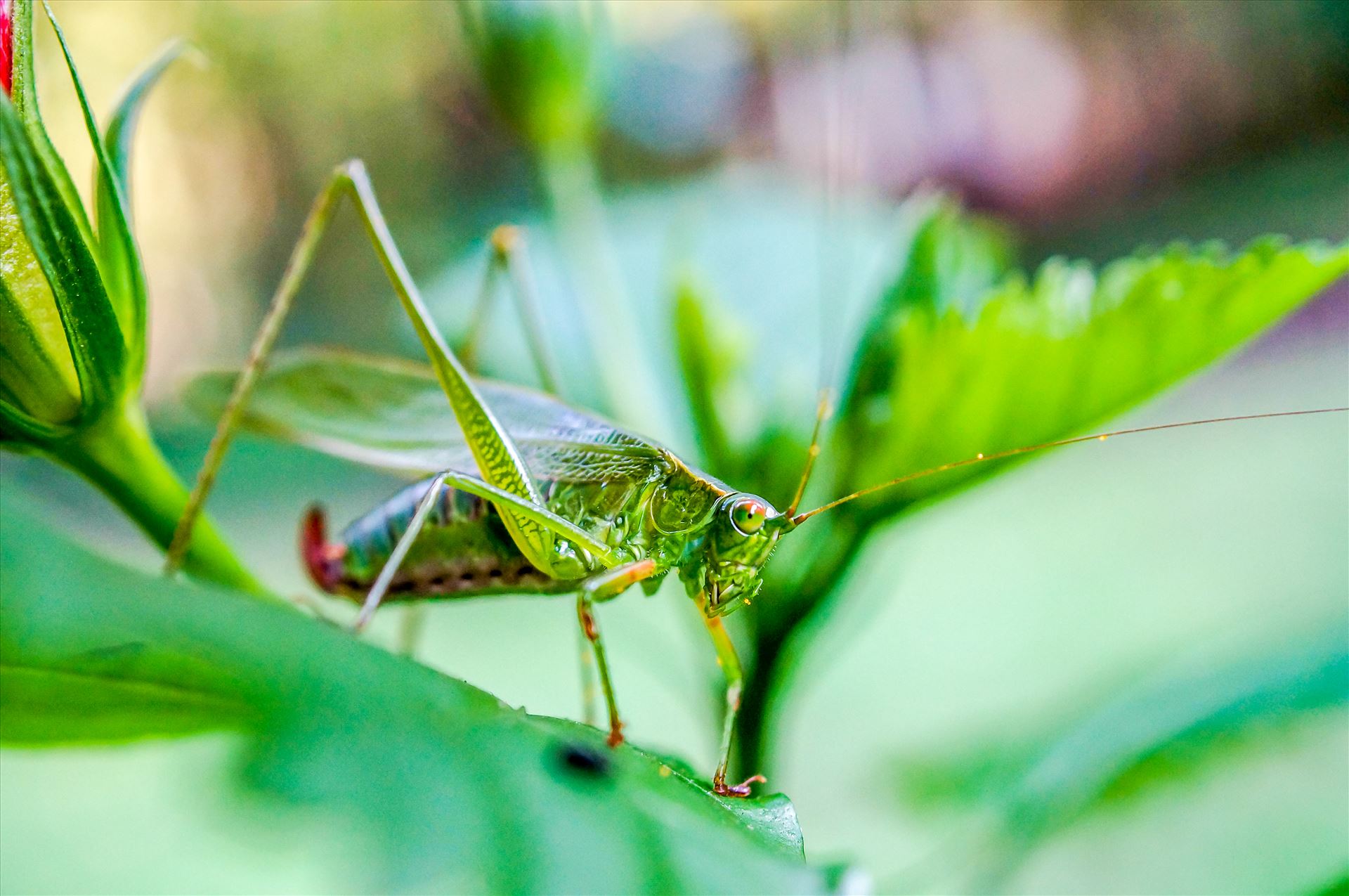 Grasshopper on leaf.jpg  by ArturoVazquez
