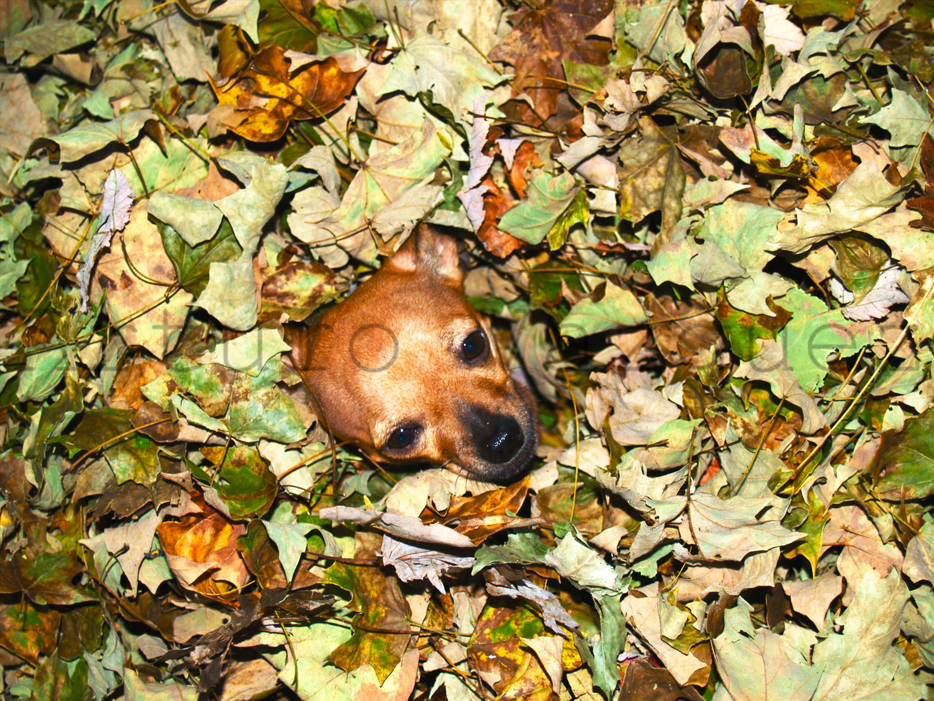 Chihuahua Dog in Autumn Leaves  by ArturoVazquez