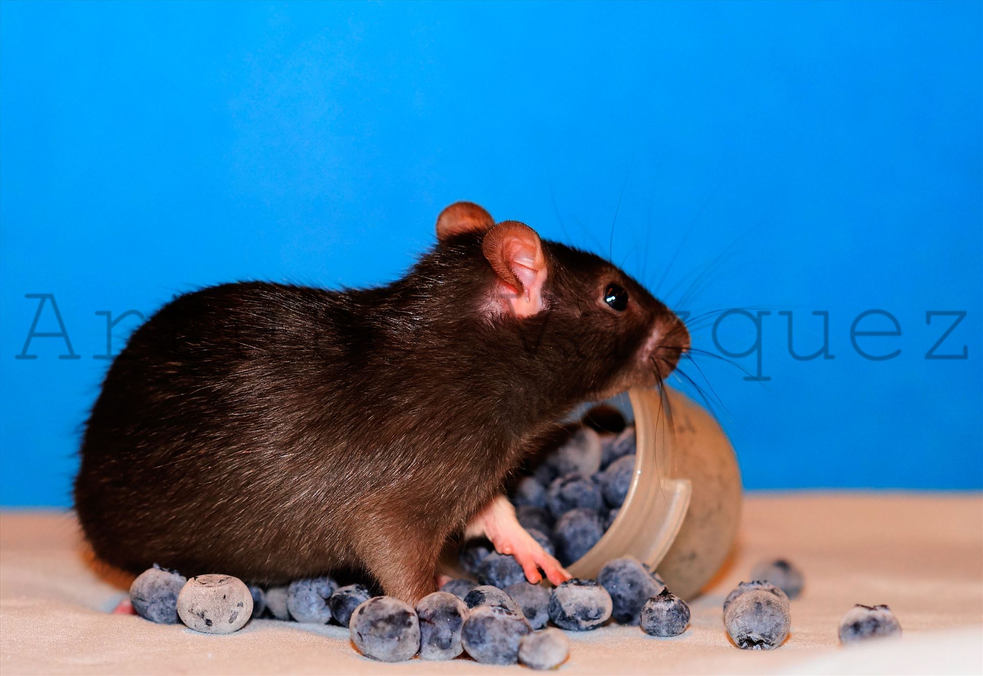Baby rat in blueberries  by ArturoVazquez