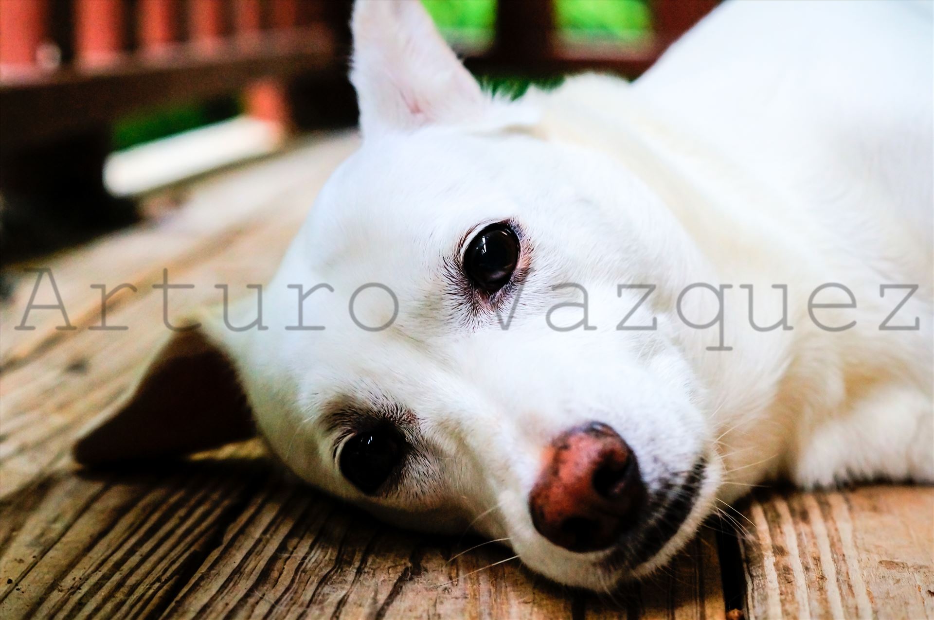 Close up of dog laying on porch  by ArturoVazquez