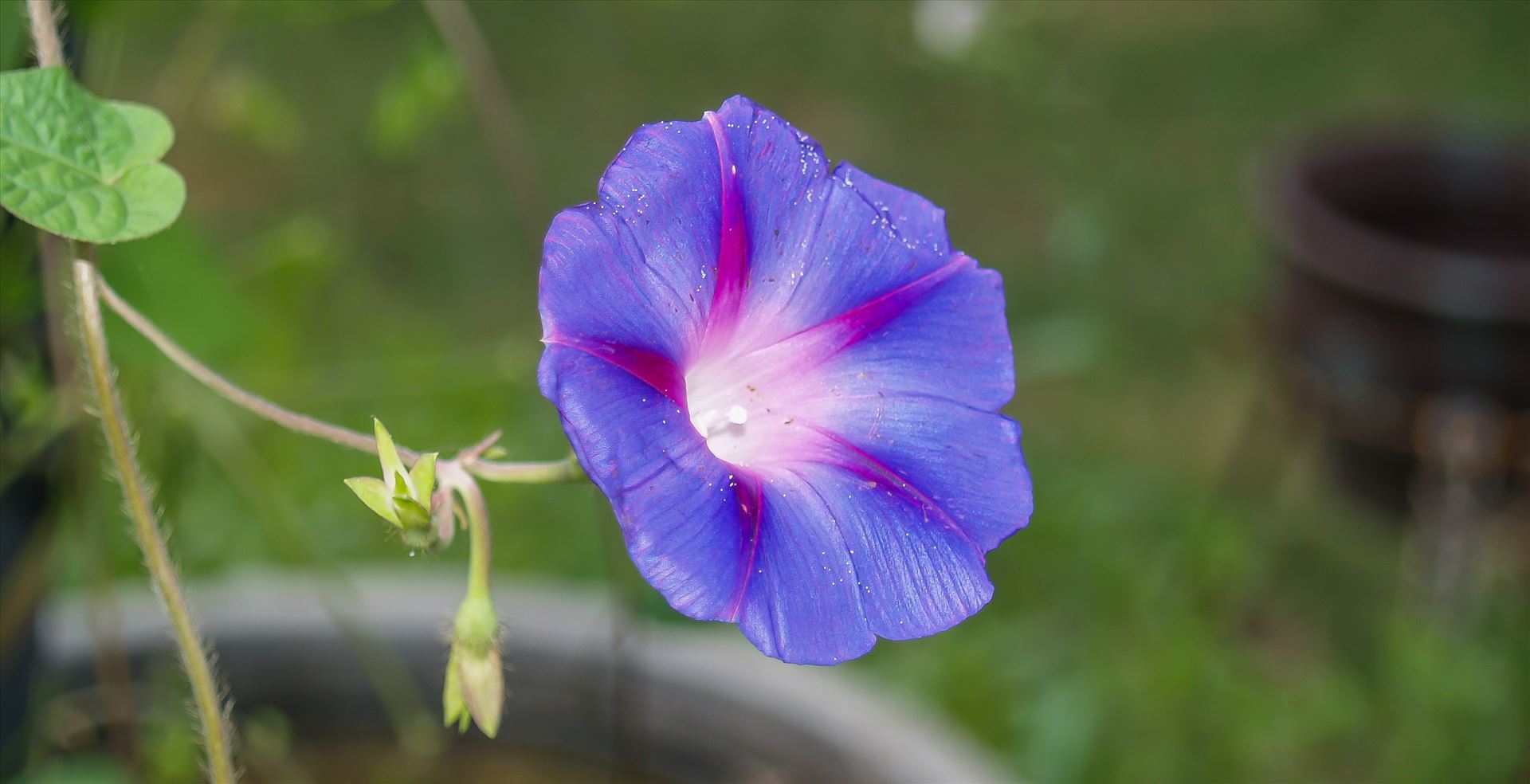Lone Purple Flower.jpg  by ArturoVazquez