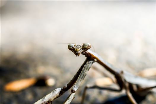 Praying mantis.jpg by ArturoVazquez