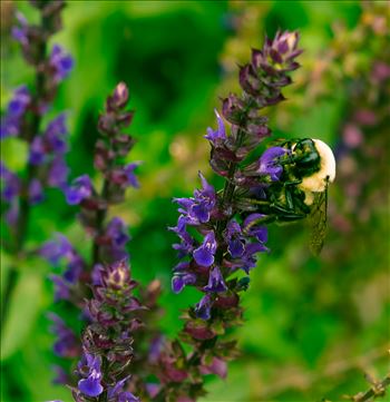 Bumblebee on Purple Flower Stem.jpg by ArturoVazquez