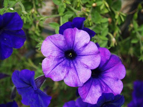Purple Flowers on a Bush.jpg - 