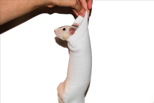 Rat in sock by ArturoVazquez