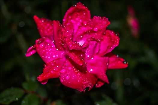Raindrops on Pink Summer Flower Bloom.jpg - 