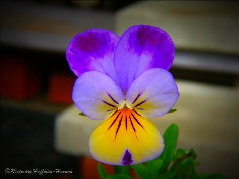 pansy_635715538852781714_Afterlight_Edit (2).jpg by WPC-90